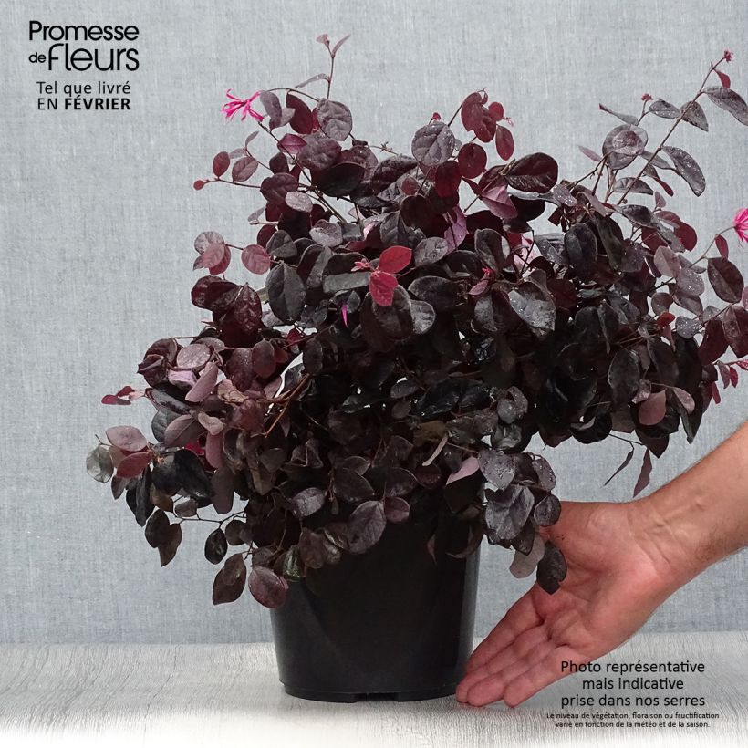 Exemplaar van Loropetalum chinense Black Pearl - Chinese franjeboom Pot van 1,5 l/2 l zoals geleverd in de herfst