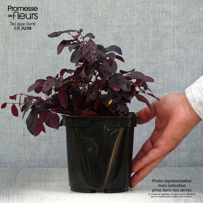 Exemplaar van Loropetalum chinense Black Pearl - Chinese franjeboom Pot van 1,5 l/2 l zoals geleverd in de zomer