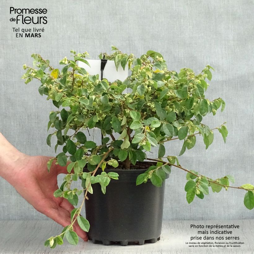 Exemplaar van Loropetalum chinense Carolina Moonlight - Chinese franjeboom Pot van 2 l/3 l zoals geleverd in de lente