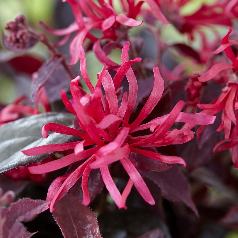 Loropetalum chinense Ever Red - Chinese franjeboom (Bloei)
