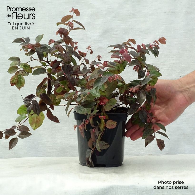 Exemplaar van Loropetalum chinense Fire Dance - Chinese franjeboom Pot van 3 l/4 l zoals geleverd in de zomer