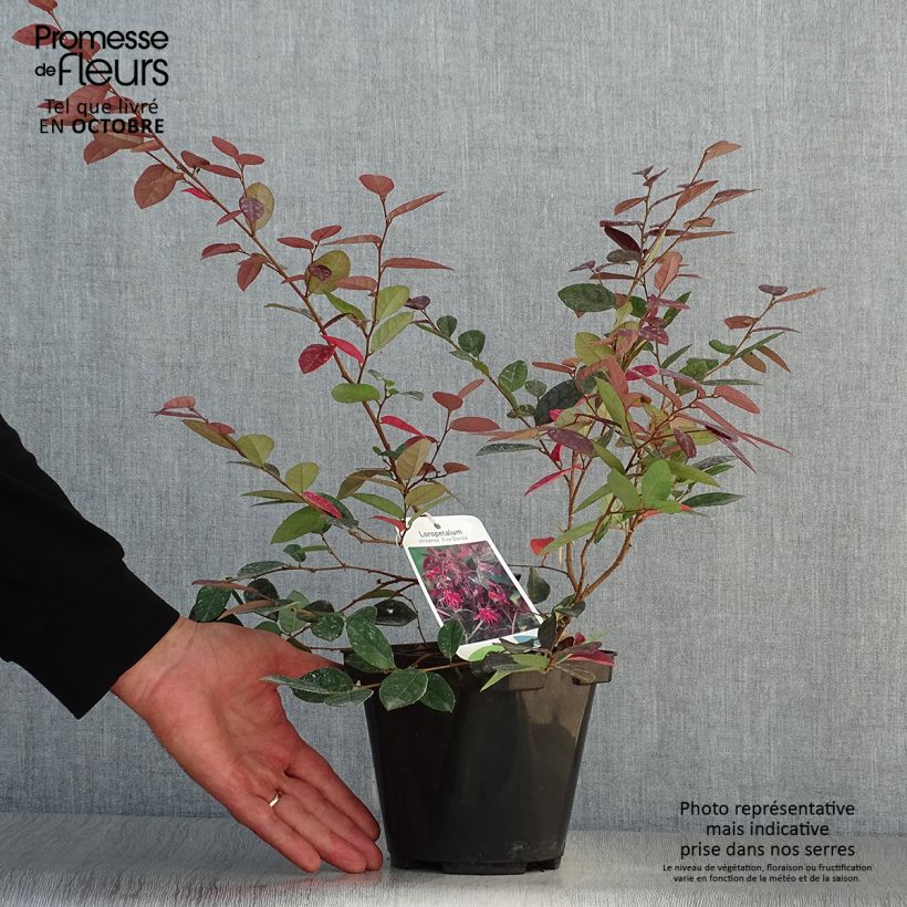 Exemplaar van Loropetalum chinense Fire Dance - Chinese franjeboom Pot van 3 l/4 l zoals geleverd in de herfst