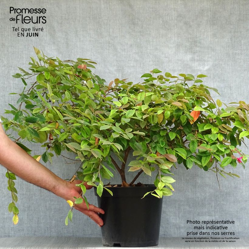 Exemplaar van Loropetalum chinense Ming Dynasty - Chinese franjeboom Pot van 6 l/7 l zoals geleverd in de zomer