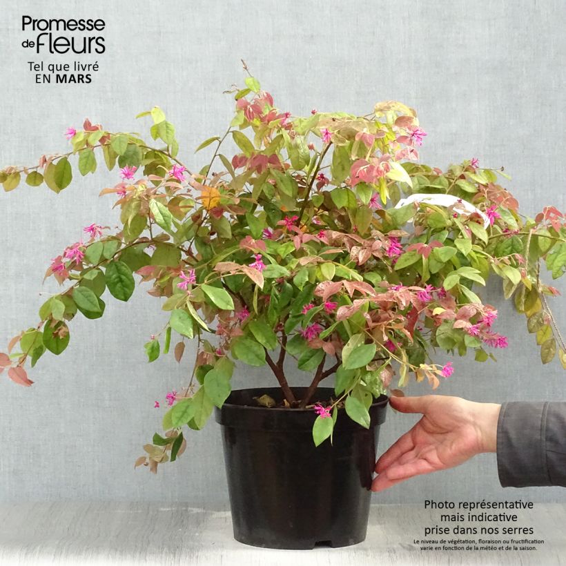 Exemplaar van Loropetalum chinense Ming Dynasty - Chinese franjeboom Pot van 6 l/7 l zoals geleverd in de lente