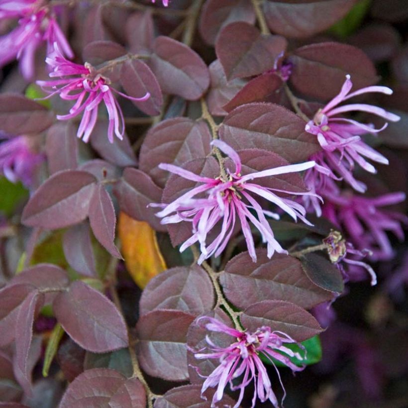 Loropetalum chinense Pipa's Red - Chinese franjeboom (Bloei)