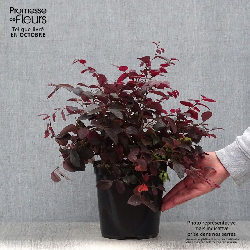 Exemplaar van Loropetalum chinense Pipa's Red - Chinese franjeboom Pot van 2 l/3 l zoals geleverd in de herfst