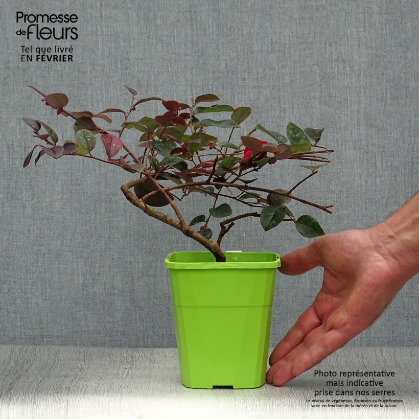 Exemplaar van Loropetalum chinense Plum Gorgeous - Chinese franjeboom Pot van 2 l/3 l zoals geleverd in de herfst