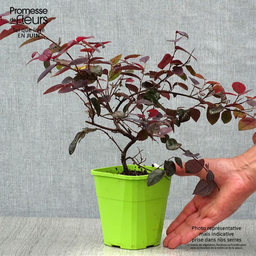 Exemplaar van Loropetalum chinense Plum Gorgeous - Chinese franjeboom Pot van 2 l/3 l zoals geleverd in de zomer