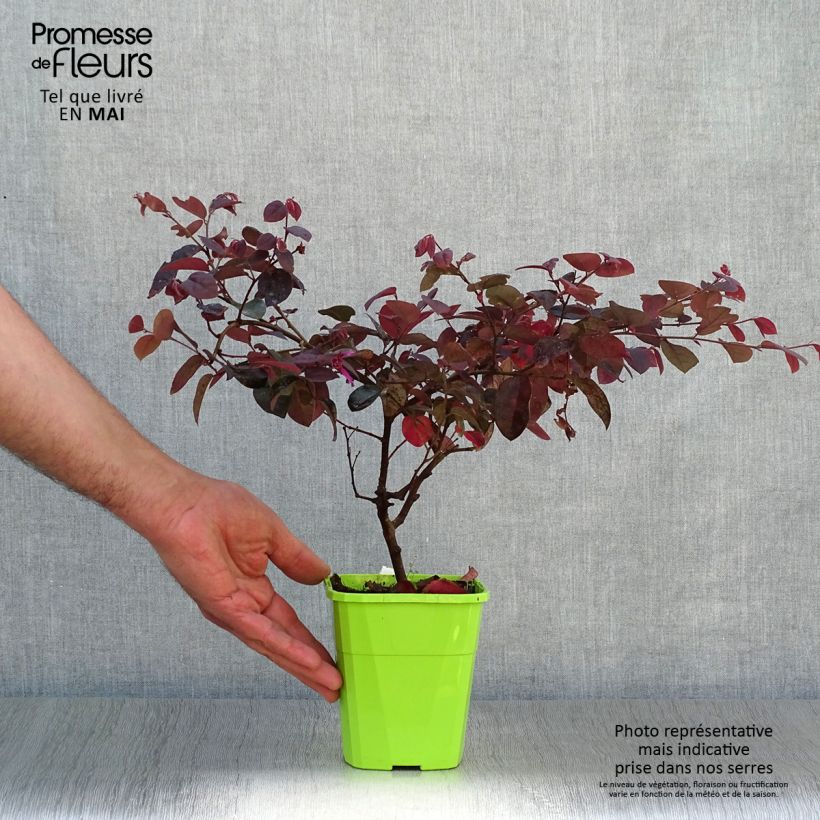 Exemplaar van Loropetalum chinense Plum Gorgeous - Chinese franjeboom Pot van 2 l/3 l zoals geleverd in de lente