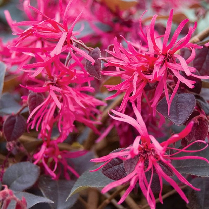 Loropetalum chinense Plum Gorgeous - Chinese franjeboom (Bloei)