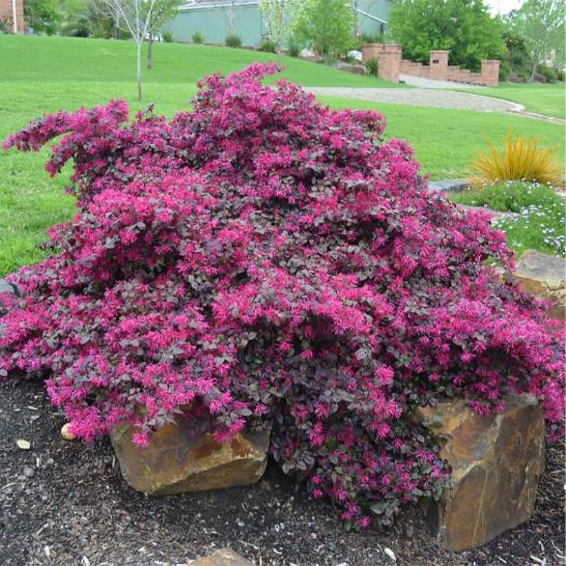 Loropetalum chinense Plum Gorgeous - Chinese franjeboom (Groeiplaats)