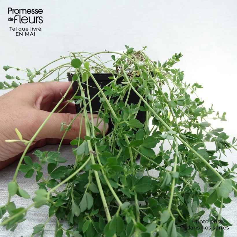 Exemplaar van Lotus corniculatus Plenus - Gewone rolklaver Kweekpotje van 8/9 cm zoals geleverd in de lente