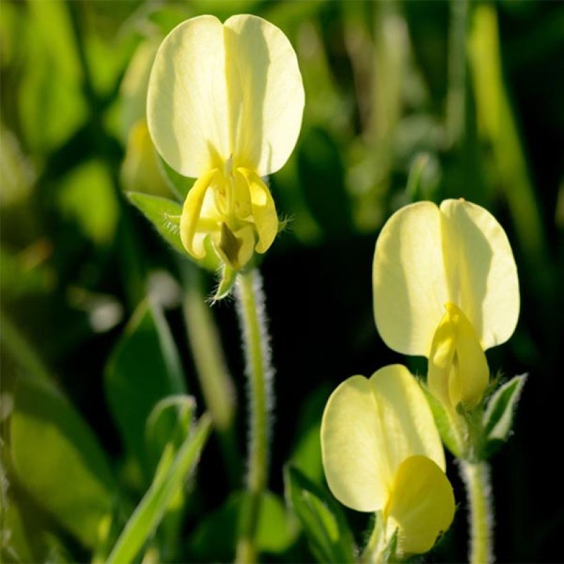 Lotus maritimus - Hauwklaver (Bloei)