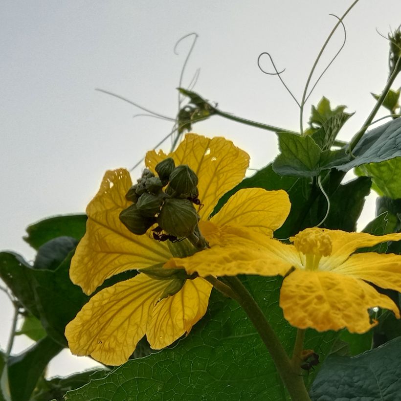 Sponskomkommer - Luffa cylindrica (Bloei)