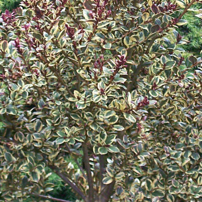 Luma apiculata Glanleam Gold - Chileense mirte (Foliage)
