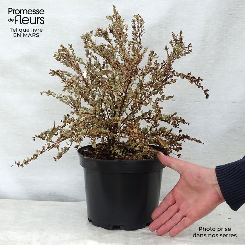 Example of Luma apiculata Glanleam Gold - Chileense mirte Pot van 3 l/4 l as you get in printemps
