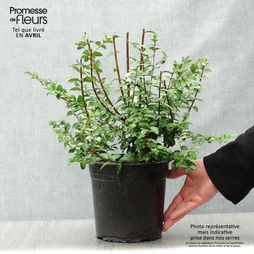 Exemplaar van Luma chequen - Mirte Pot van 4 l/5 l zoals geleverd in de lente