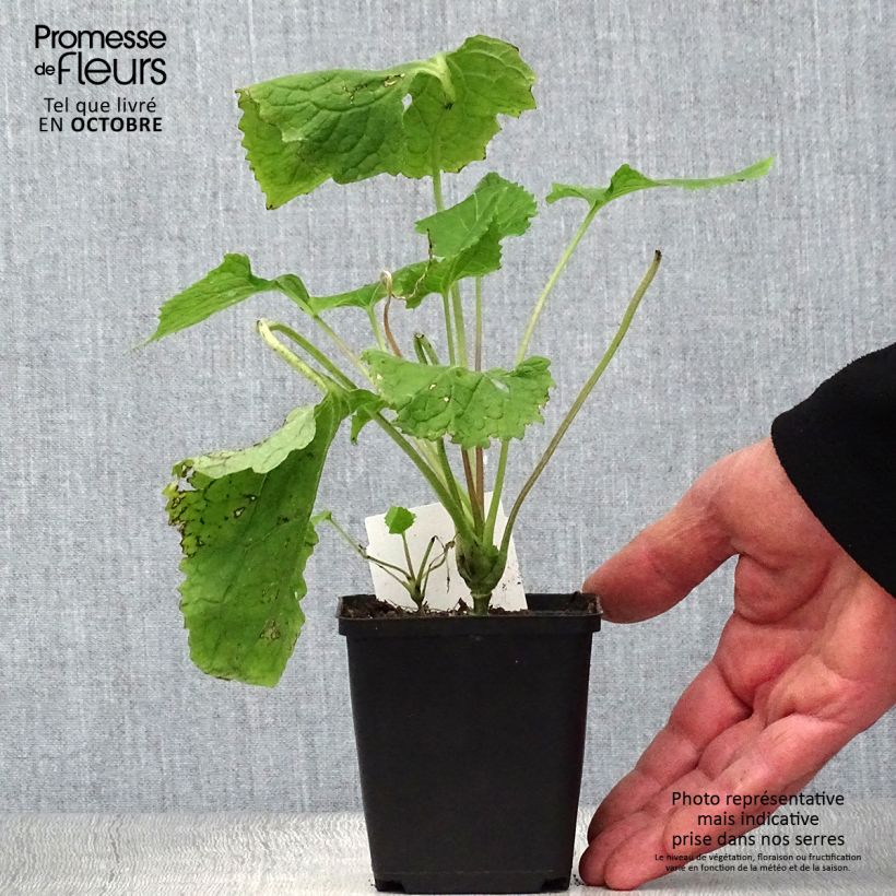 Exemplaar van Lunaria rediviva - Wilde judaspenning Kweekpotje van 8/9 cm zoals geleverd in de herfst