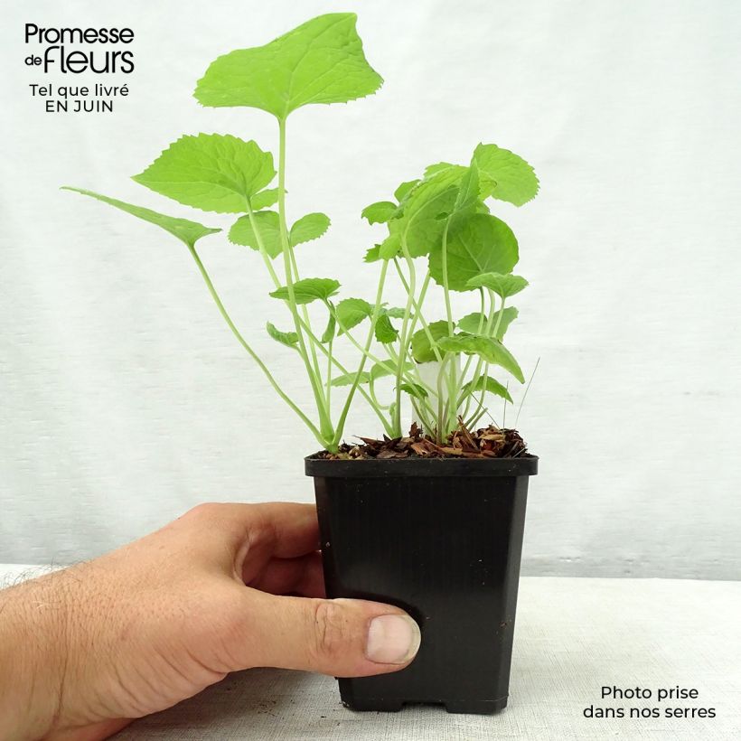 Exemplaar van Lunaria rediviva - Wilde judaspenning Kweekpotje van 8/9 cm zoals geleverd in de zomer