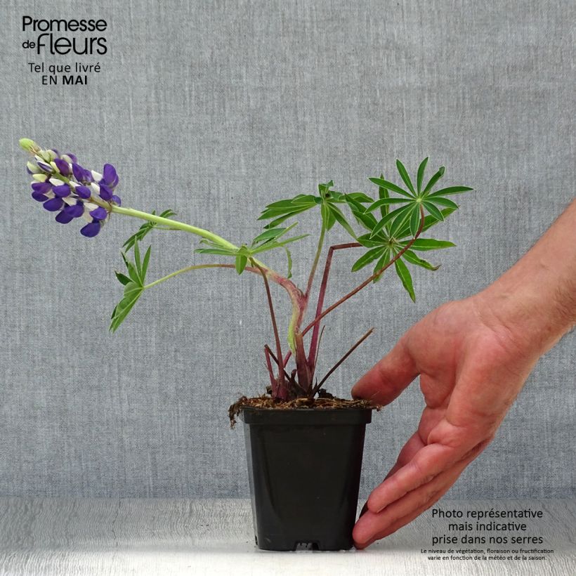 Exemplaar van Lupine Gallery Blue - Lupine Kweekpotje van 8/9 cm zoals geleverd in de lente