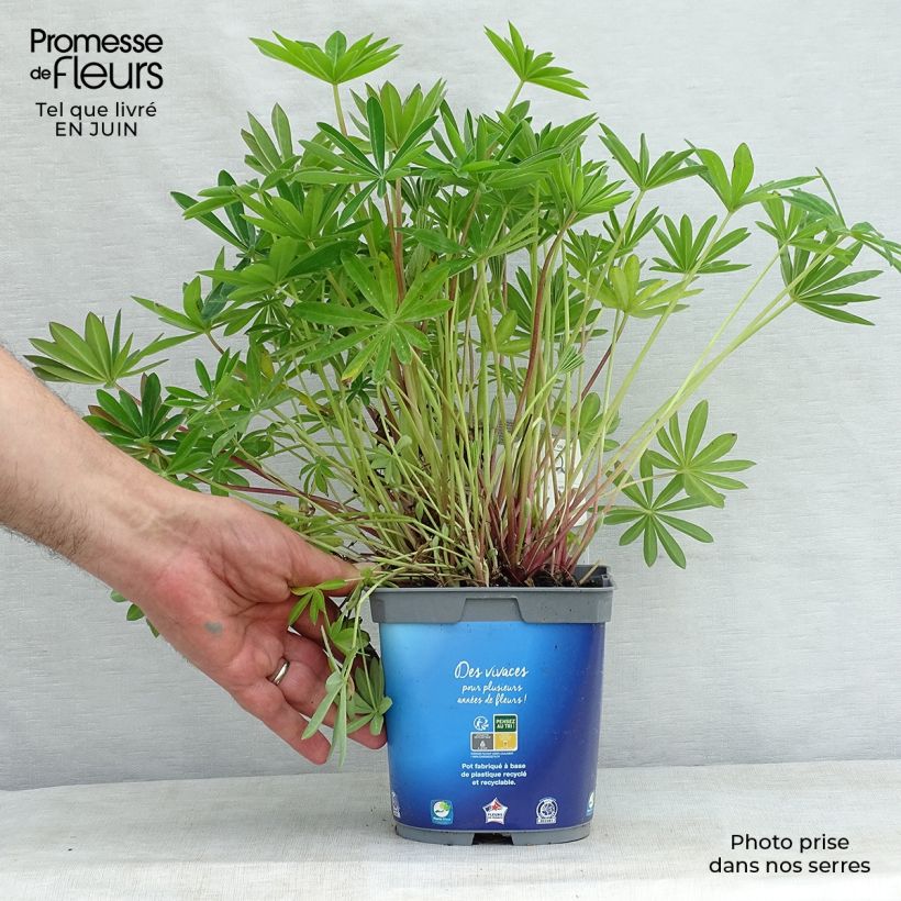 Exemplaar van Lupine Gallery Blue - Lupine Pot van 2 l/3 l zoals geleverd in de zomer