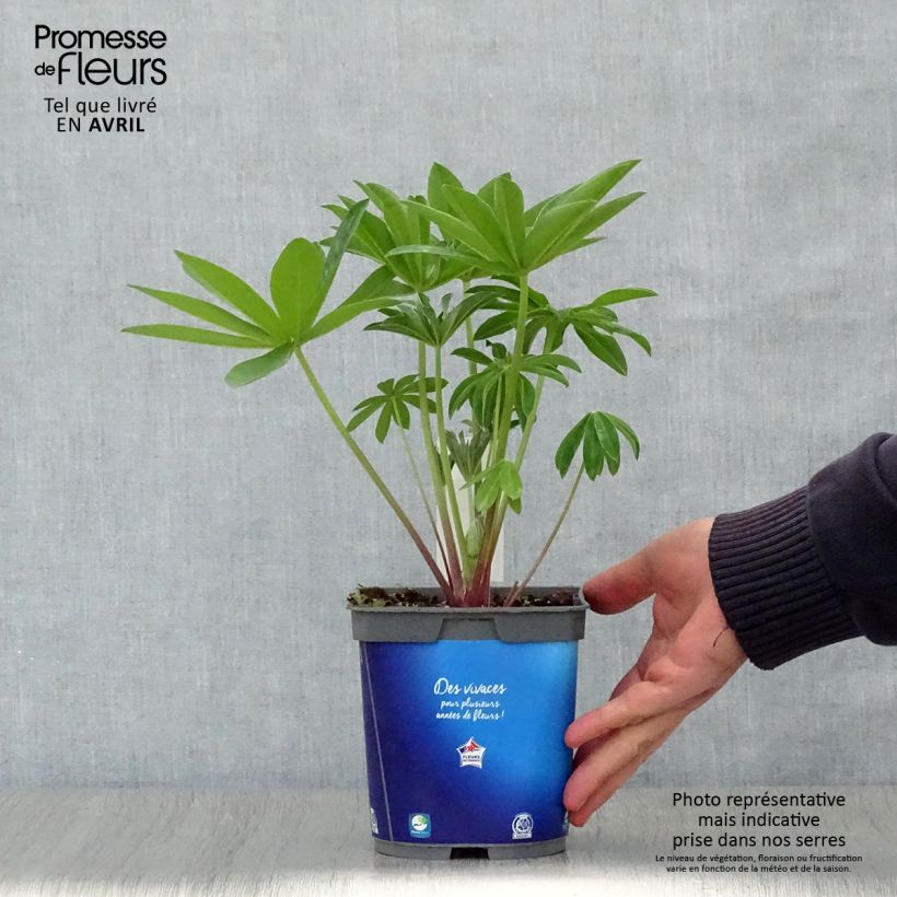 Exemplaar van Lupine Gallery Blue - Lupine Pot van 2 l/3 l zoals geleverd in de lente