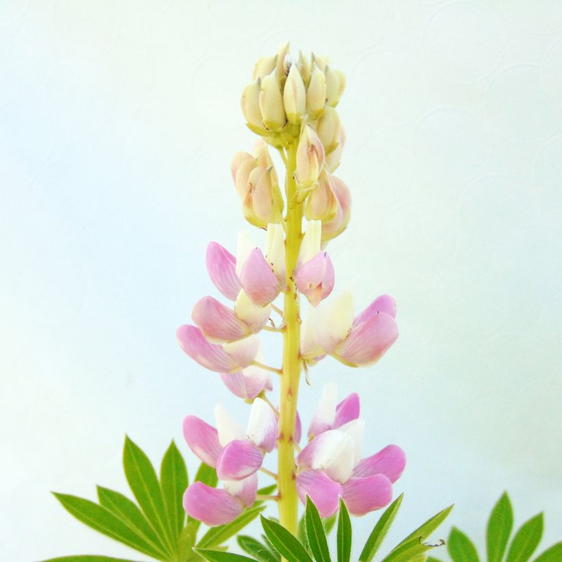 Lupine Gallery Pink - Lupine (Bloei)