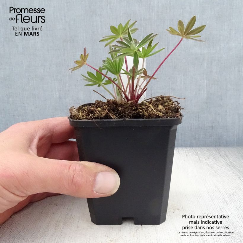 Exemplaar van Lupine Gallery Pink - Lupine Kweekpotje van 8/9 cm zoals geleverd in de lente