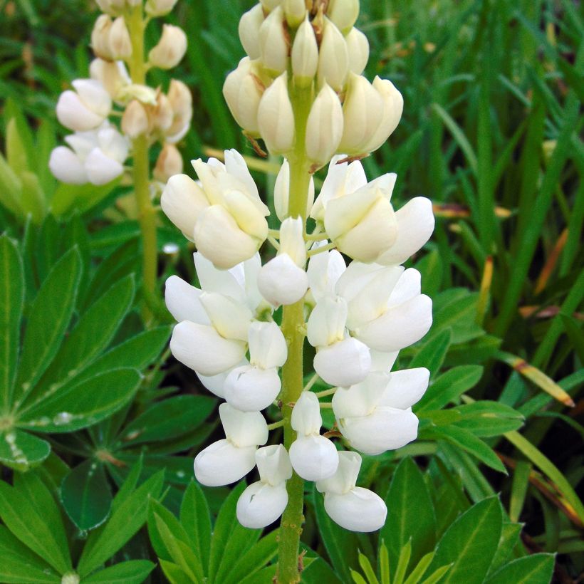 Lupine Gallery Wit - Lupine (Bloei)