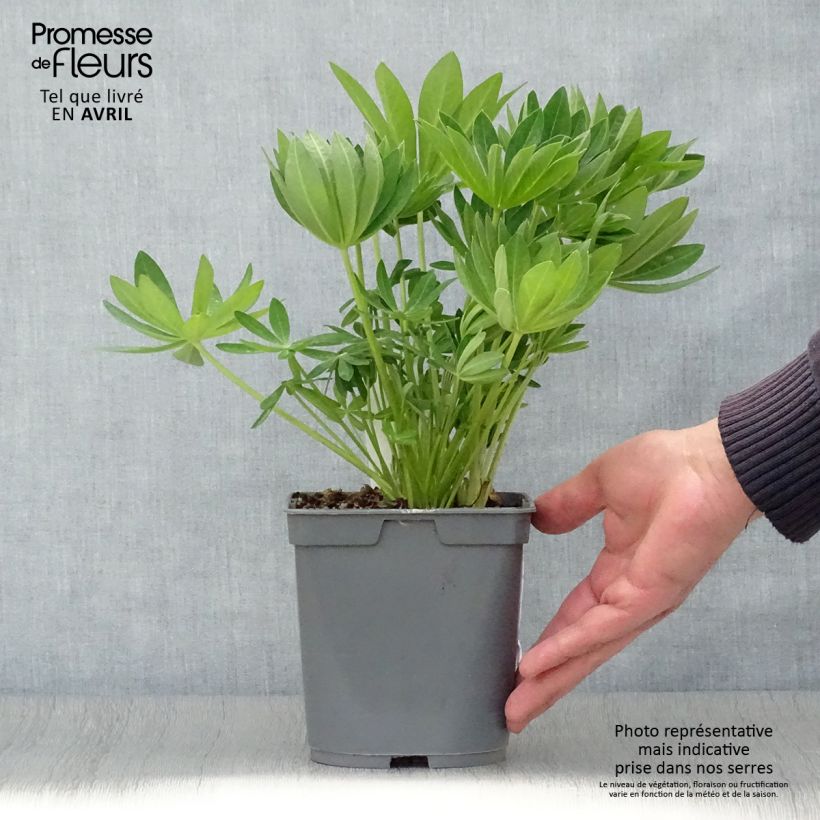 Exemplaar van Lupine Gallery Wit - Lupine Pot van 2 l/3 l zoals geleverd in de lente