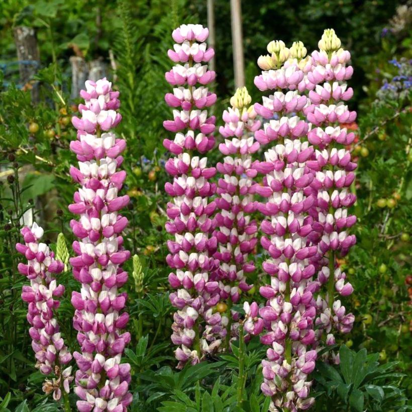 Lupinus La Chatelaine Roze - Lupine (Bloei)