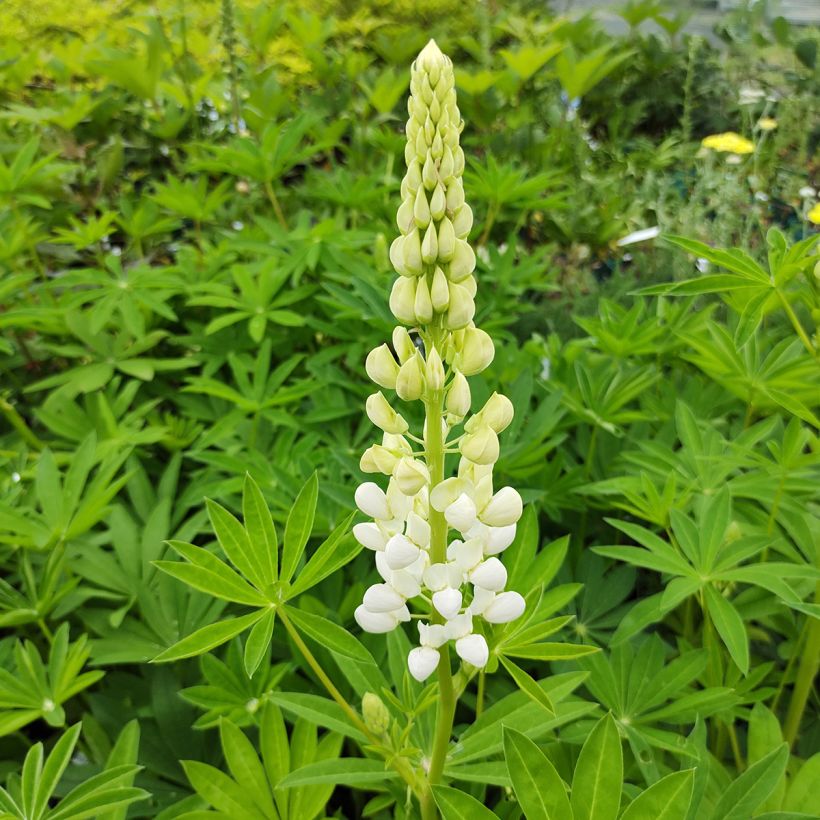 Lupinus polyphyllus Noble Maiden - Lupine (Bloei)