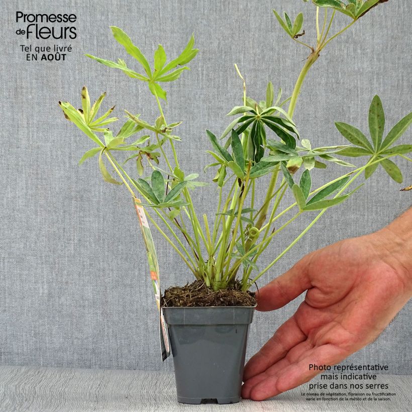 Exemplaar van Lupinus Chandelier - Lupine Kweekpotje van 7/8 cm zoals geleverd in de zomer