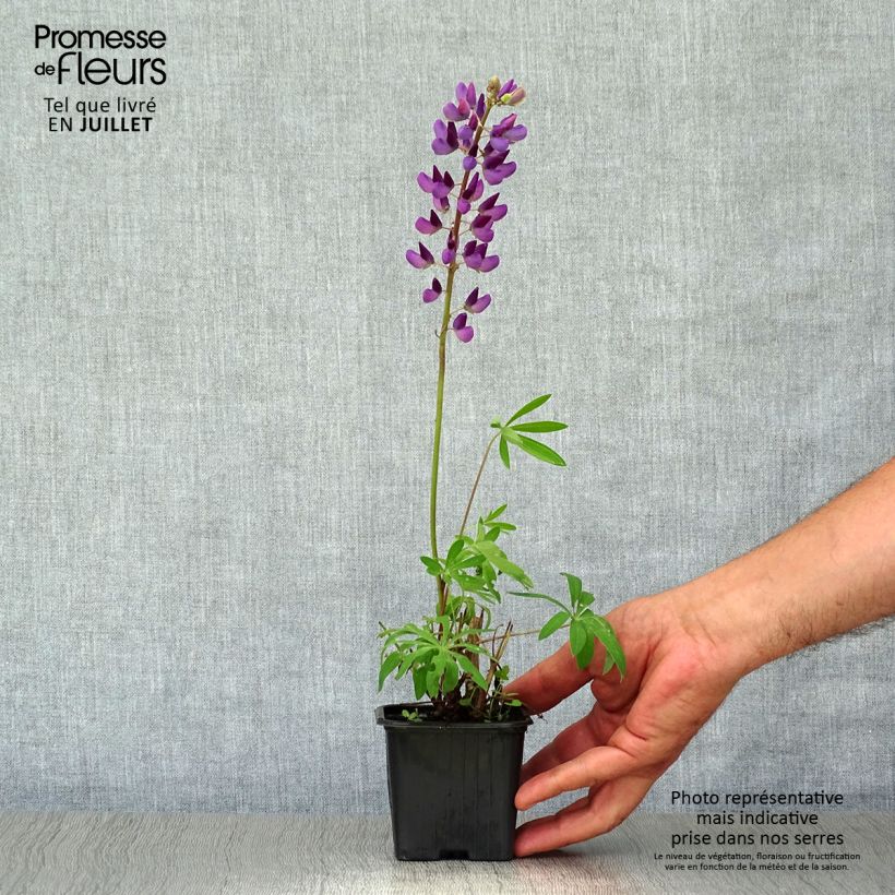 Exemplaar van Lupinus The Governor - Lupine Kweekpotje van 7/8 cm zoals geleverd in de zomer