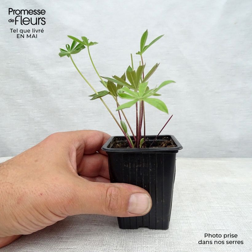 Exemplaar van Lupinus The Governor - Lupine Kweekpotje van 7/8 cm zoals geleverd in de lente