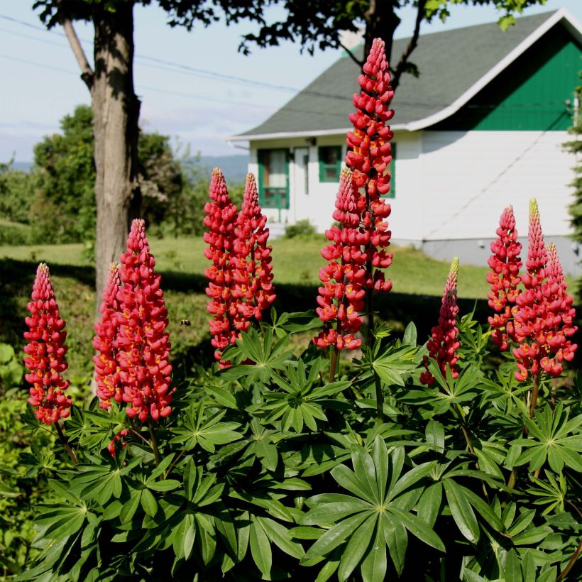 Lupinus Les Pages - Lupine (Bloei)