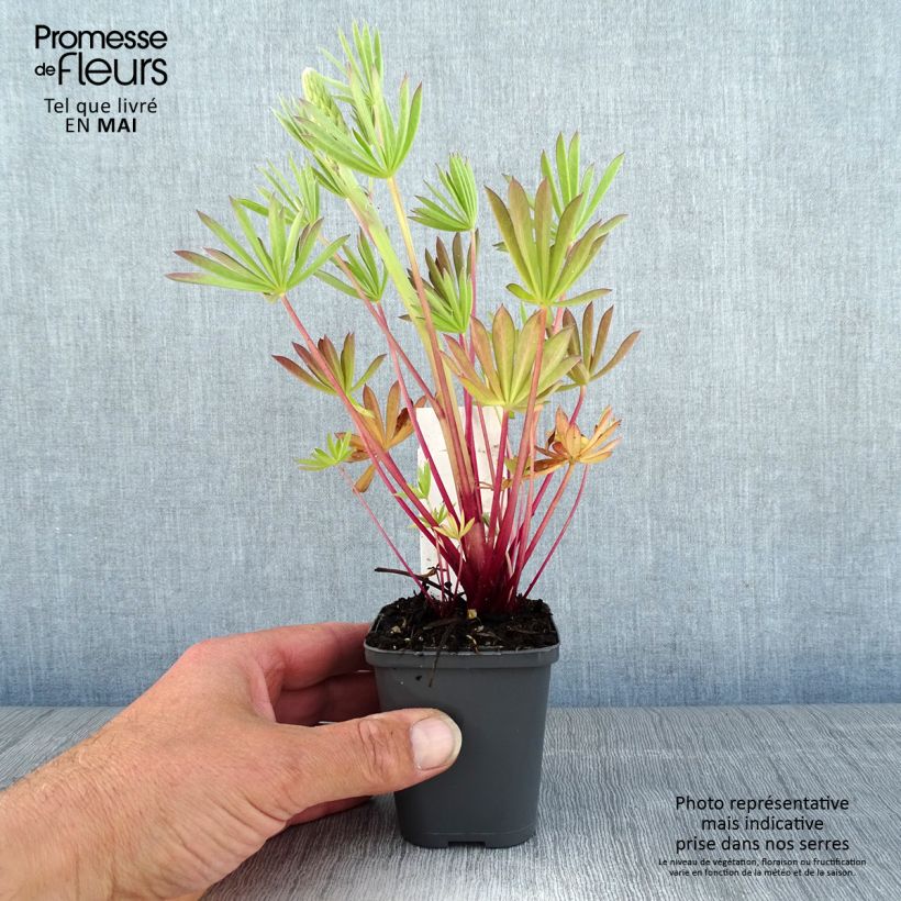 Exemplaar van Lupinus Minaret - Lupine Kweekpotje van 8/9 cm zoals geleverd in de lente