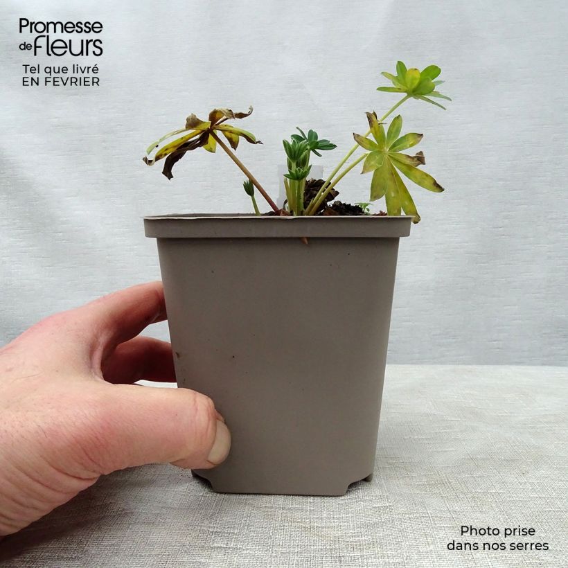 Exemplaar van Lupine West Country Blossom - Lupinus Pot van 10 cm/11 cm zoals geleverd in de winter