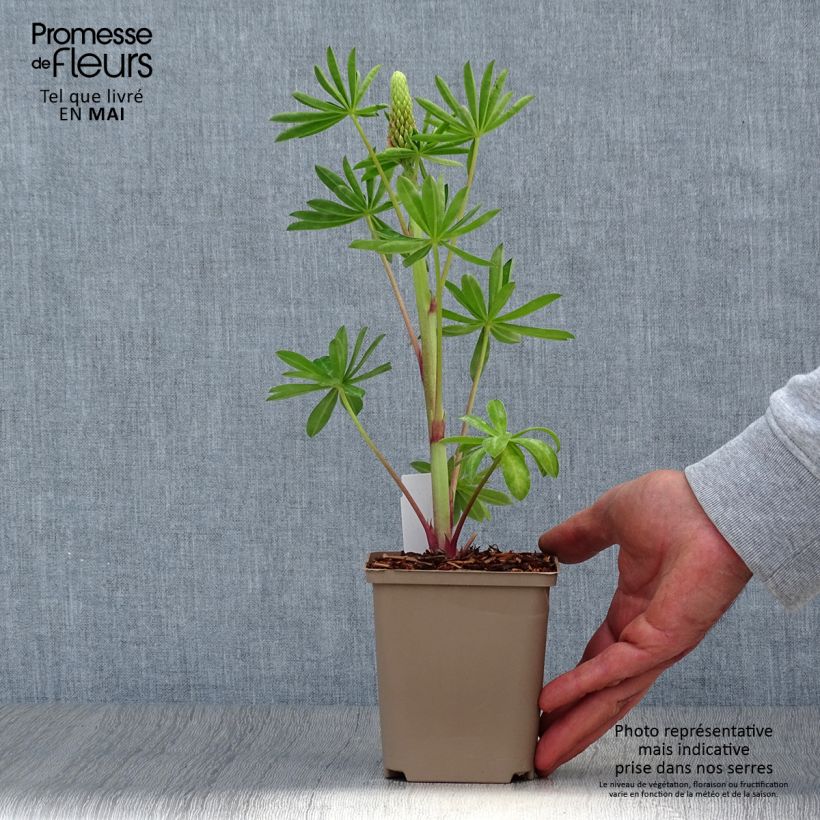 Exemplaar van Lupine West Country Blossom - Lupinus Pot van 10 cm/11 cm zoals geleverd in de lente