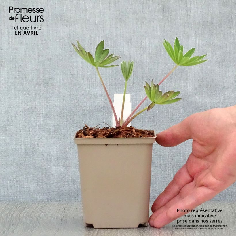 Exemplaar van Lupinus West Country Manhattan Lights - Lupine Kweekpotje van 8/9 cm zoals geleverd in de lente