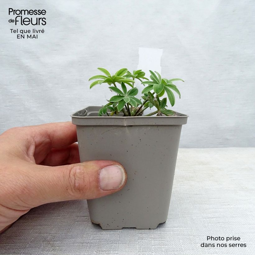 Exemplaar van Lupinus West Country Masterpiece - Lupine Kweekpotje van 8/9 cm zoals geleverd in de lente