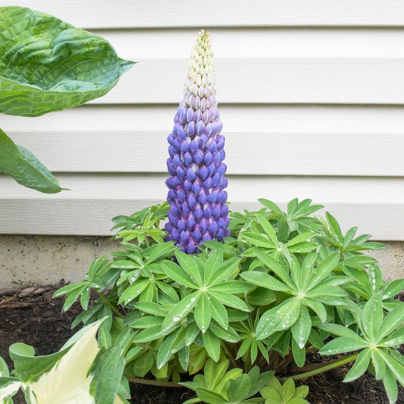 Lupine West Country Persian Slipper - Lupine (Groeiplaats)