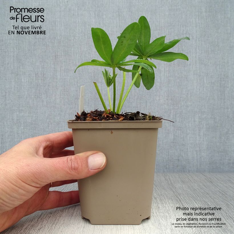 Exemplaar van Lupine West Country Polar Princess - Lupinus Pot van 10 cm/11 cm zoals geleverd in de herfst