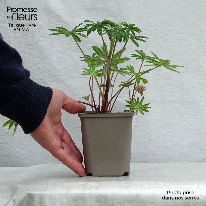 Exemplaar van Lupine West Country Red Rum - Lupine Pot van 10 cm/11 cm zoals geleverd in de lente