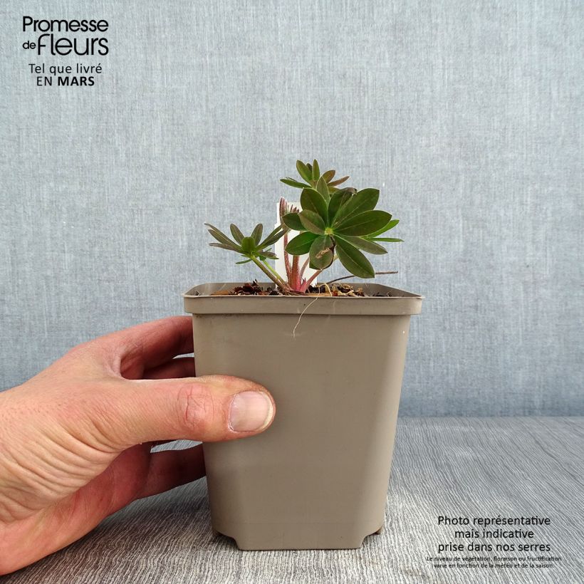 Exemplaar van Lupine West Country Salmon Star - Lupine Pot van 10 cm/11 cm zoals geleverd in de winter