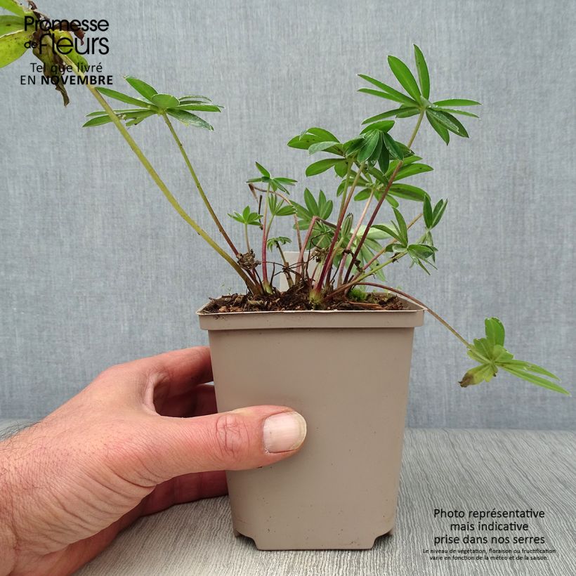 Exemplaar van Lupin West Country Tequila Flame - Lupine Pot van 10 cm/11 cm zoals geleverd in de herfst