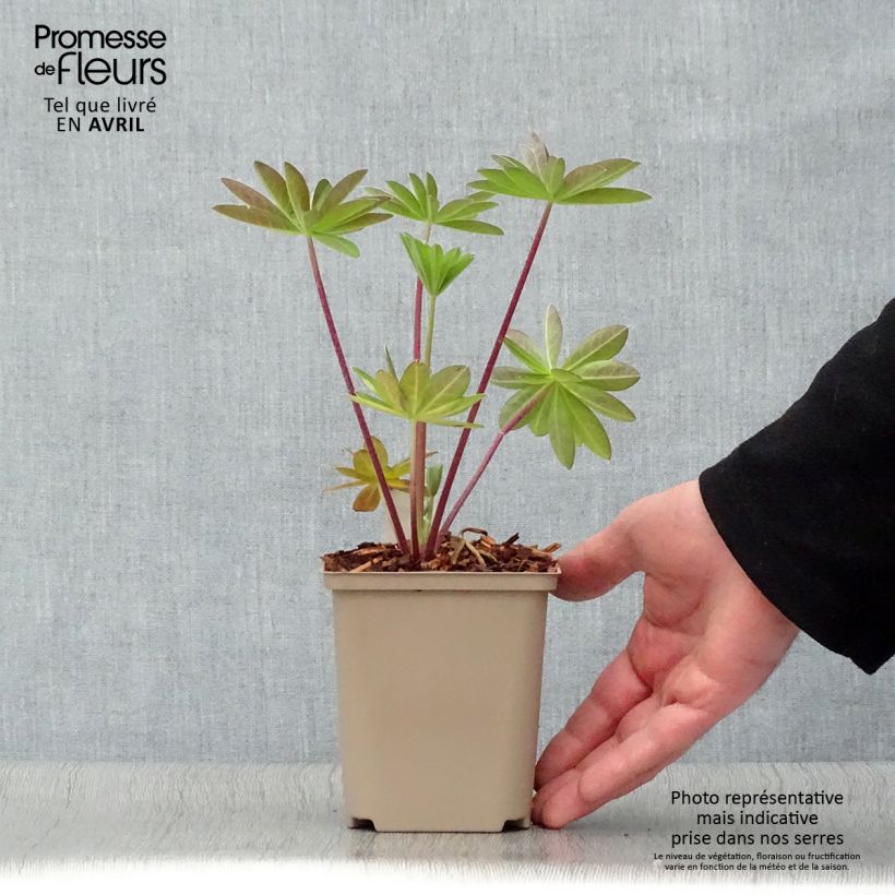 Exemplaar van Lupin West Country Tequila Flame - Lupine Pot van 10 cm/11 cm zoals geleverd in de lente