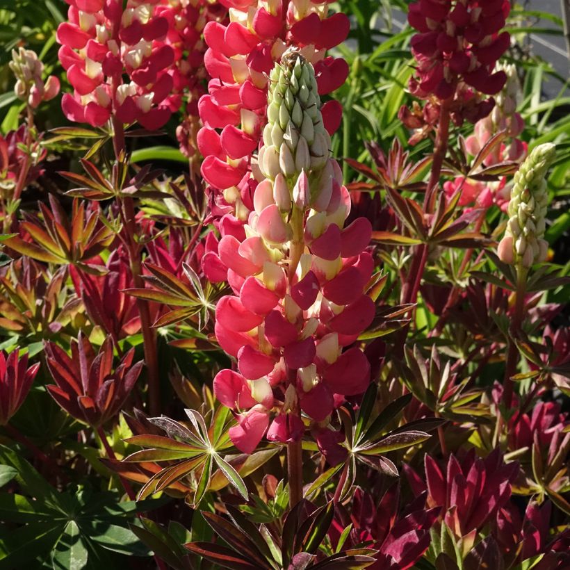Lupin West Country Tequila Flame - Lupine (Bloei)