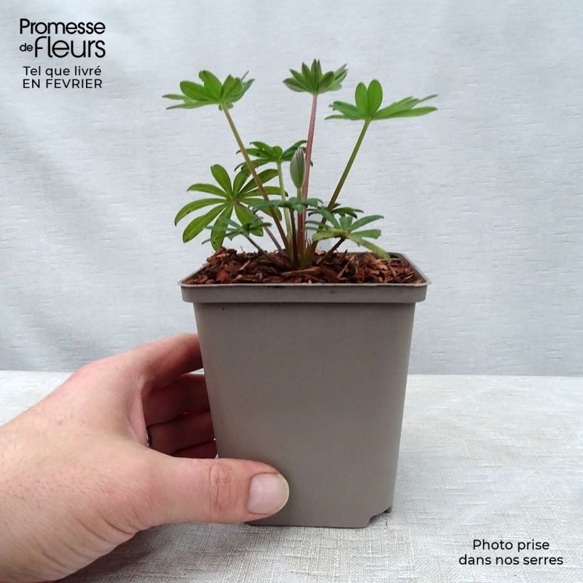 Exemplaar van Lupine West Country Towering Inferno - Lupine Pot van 10 cm/11 cm zoals geleverd in de winter