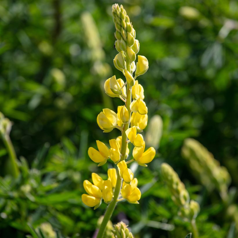 Lupinus arboreus - Boomlupine (Bloei)